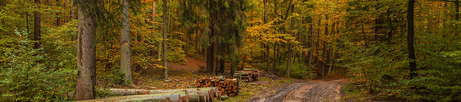 Ambiance Rapido Vans