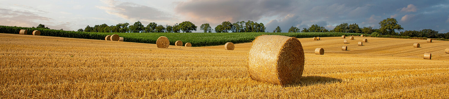 Ambiance Rapido Vans